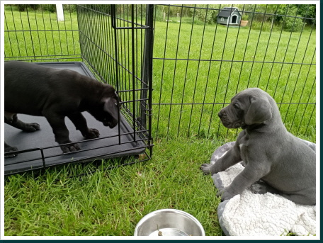 Doggen Familie Ivane Blue