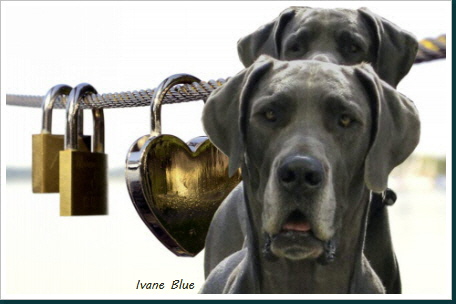 www.deutsche-doggen-von-ivane-blue.de