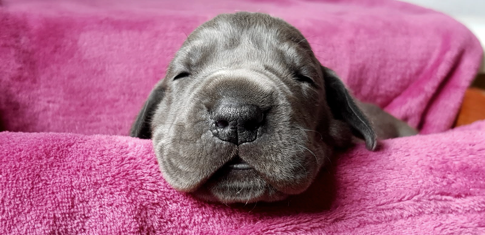 Deutsche Doggen Welpen G- Wurf
