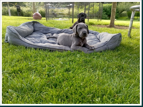 Deutsche Doggen Welpen , Ivane Blue