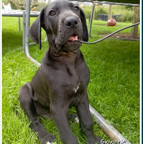 Deutsche Doggen Welpen